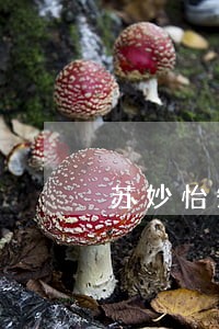 苏妙怡失信逾期 苏妙怡失信逾期
