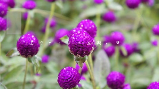 苏宁5000逾期4年 苏宁5000逾期4年