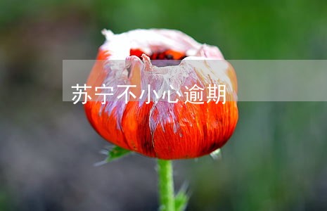 苏宁不小心逾期 苏宁不小心逾期