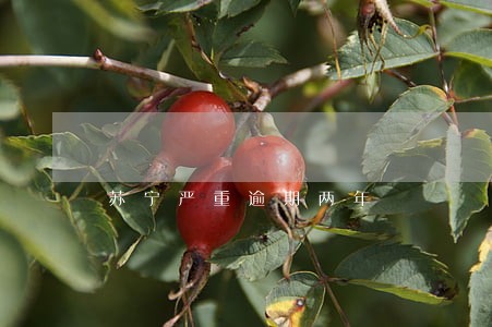 苏宁严重逾期两年 苏宁严重逾期两年