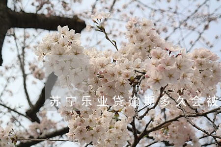 苏宁乐业贷逾期多久会被执行 苏宁乐业贷逾期多久会被执行