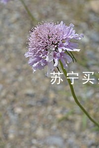 苏宁买买贷逾期会上征信吗 苏宁买买贷逾期会上征信吗