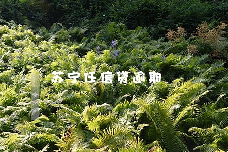 苏宁任信贷逾期 苏宁任信贷逾期