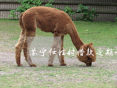 苏宁任性付借款逾期一个月了