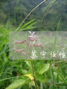 苏宁任性付扣款失败是逾期吗 苏宁任性付扣款失败是逾期吗