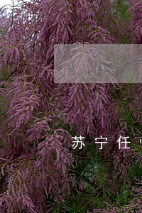 苏宁任性付有过逾期还能开通吗 苏宁任性付有过逾期还能开通吗