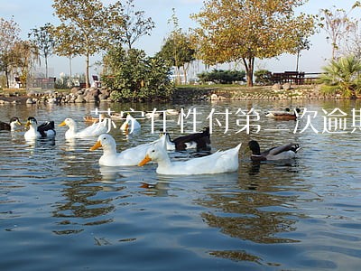 苏宁任性付第二次逾期一天 苏宁任性付第二次逾期一天