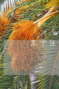 苏宁任性付逾期100天以上 苏宁任性付逾期100天以上