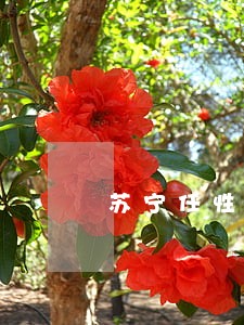 苏宁任性付逾期2天 苏宁任性付逾期2天
