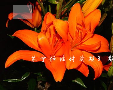 苏宁任性付逾期3期 苏宁任性付逾期3期