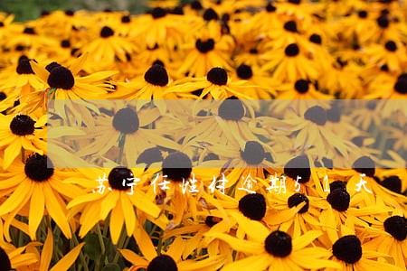 苏宁任性付逾期51天