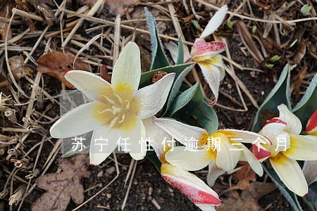 苏宁任性付逾期三个月 苏宁任性付逾期三个月