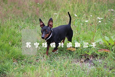 苏宁任性付逾期三千 苏宁任性付逾期三千