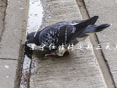 苏宁任性付逾期三天怎么办 苏宁任性付逾期三天怎么办