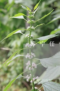 苏宁任性付逾期不打电话 苏宁任性付逾期不打电话