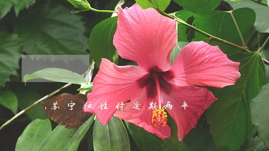 苏宁任性付逾期两年 苏宁任性付逾期两年