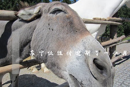 苏宁任性付逾期了一个月