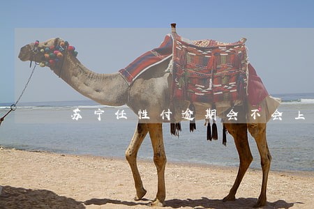 苏宁任性付逾期会不会上门 苏宁任性付逾期会不会上门