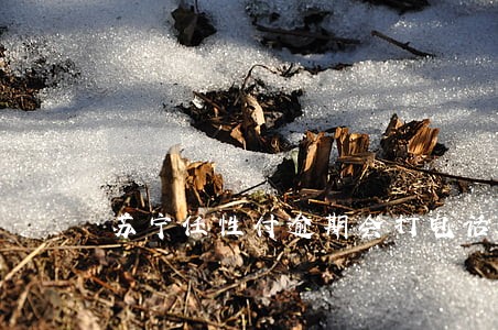 苏宁任性付逾期会打电话 苏宁任性付逾期会打电话