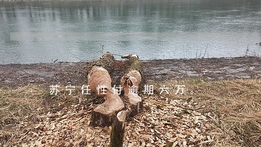 苏宁任性付逾期六万 苏宁任性付逾期六万
