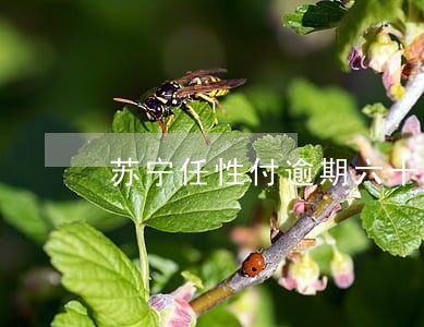苏宁任性付逾期六十多天了 苏宁任性付逾期六十多天了