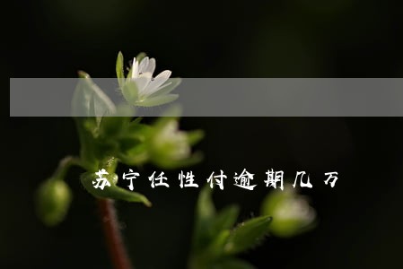 苏宁任性付逾期几万 苏宁任性付逾期几万