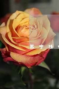 苏宁任性付逾期几天上征信 苏宁任性付逾期几天上征信