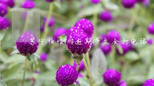 苏宁任性付逾期多久会打电话 苏宁任性付逾期多久会打电话