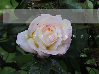 苏宁任性付逾期多少天上升 苏宁任性付逾期多少天上升
