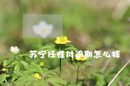 苏宁任性付逾期怎么样