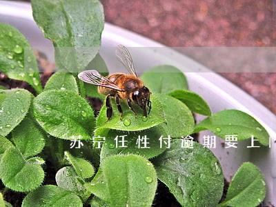 苏宁任性付逾期要上门录像 苏宁任性付逾期要上门录像