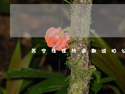 苏宁任性付逾期说扣公积金 苏宁任性付逾期说扣公积金