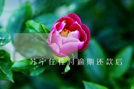 苏宁任性付逾期还款后
