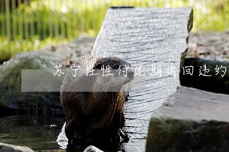苏宁任性付逾期追回违约金 苏宁任性付逾期追回违约金