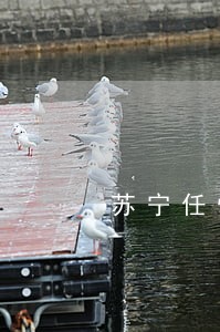 苏宁任性付非恶意逾期证明 苏宁任性付非恶意逾期证明