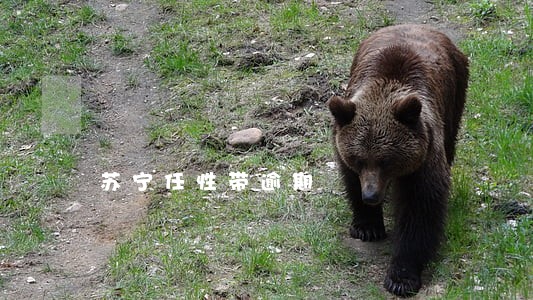 苏宁任性带逾期