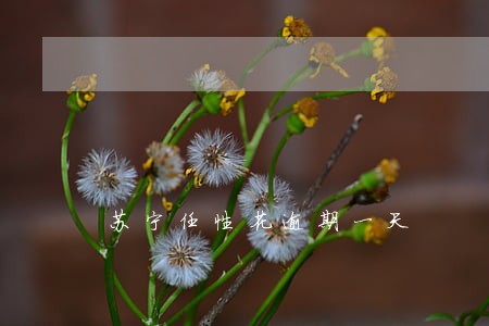 苏宁任性花逾期一天 苏宁任性花逾期一天