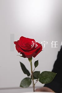 苏宁任性花逾期了