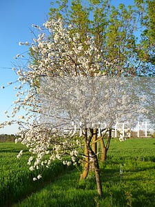 苏宁任性贷1万逾期 苏宁任性贷1万逾期