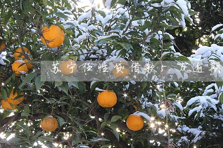 苏宁任性贷借款5万逾期 苏宁任性贷借款5万逾期