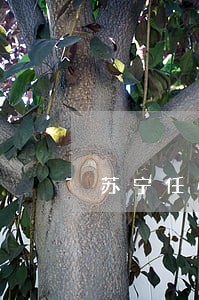 苏宁任性贷怎么申请逾期还款 苏宁任性贷怎么申请逾期还款