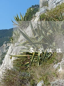苏宁任性贷有逾期