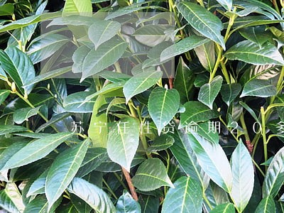 苏宁任性贷逾期20多天 苏宁任性贷逾期20多天