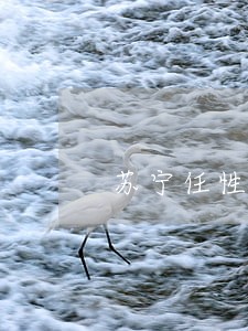 苏宁任性贷逾期3个月了