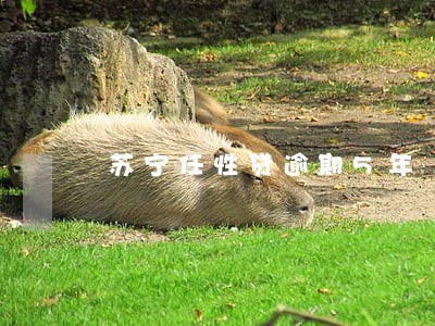 苏宁任性贷逾期5年 苏宁任性贷逾期5年
