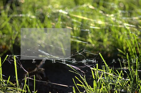 苏宁任性贷逾期一天上征信 苏宁任性贷逾期一天上征信