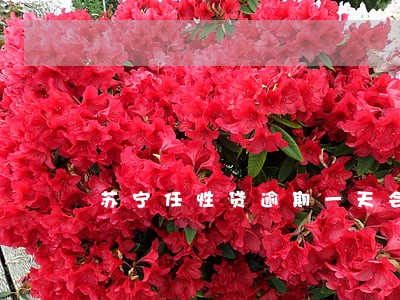 苏宁任性贷逾期一天会有影响吗 苏宁任性贷逾期一天会有影响吗