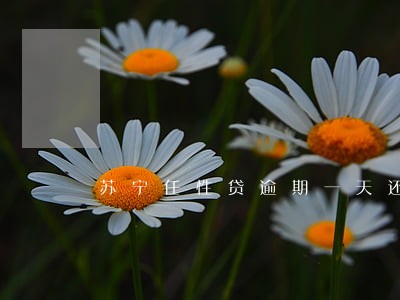 苏宁任性贷逾期一天还款