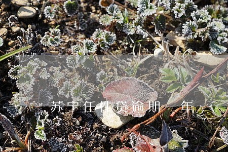 苏宁任性贷逾期一年