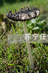 苏宁任性贷逾期一年利息 苏宁任性贷逾期一年利息